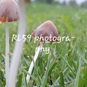 Mushroom photo - original! Home decor, wall art